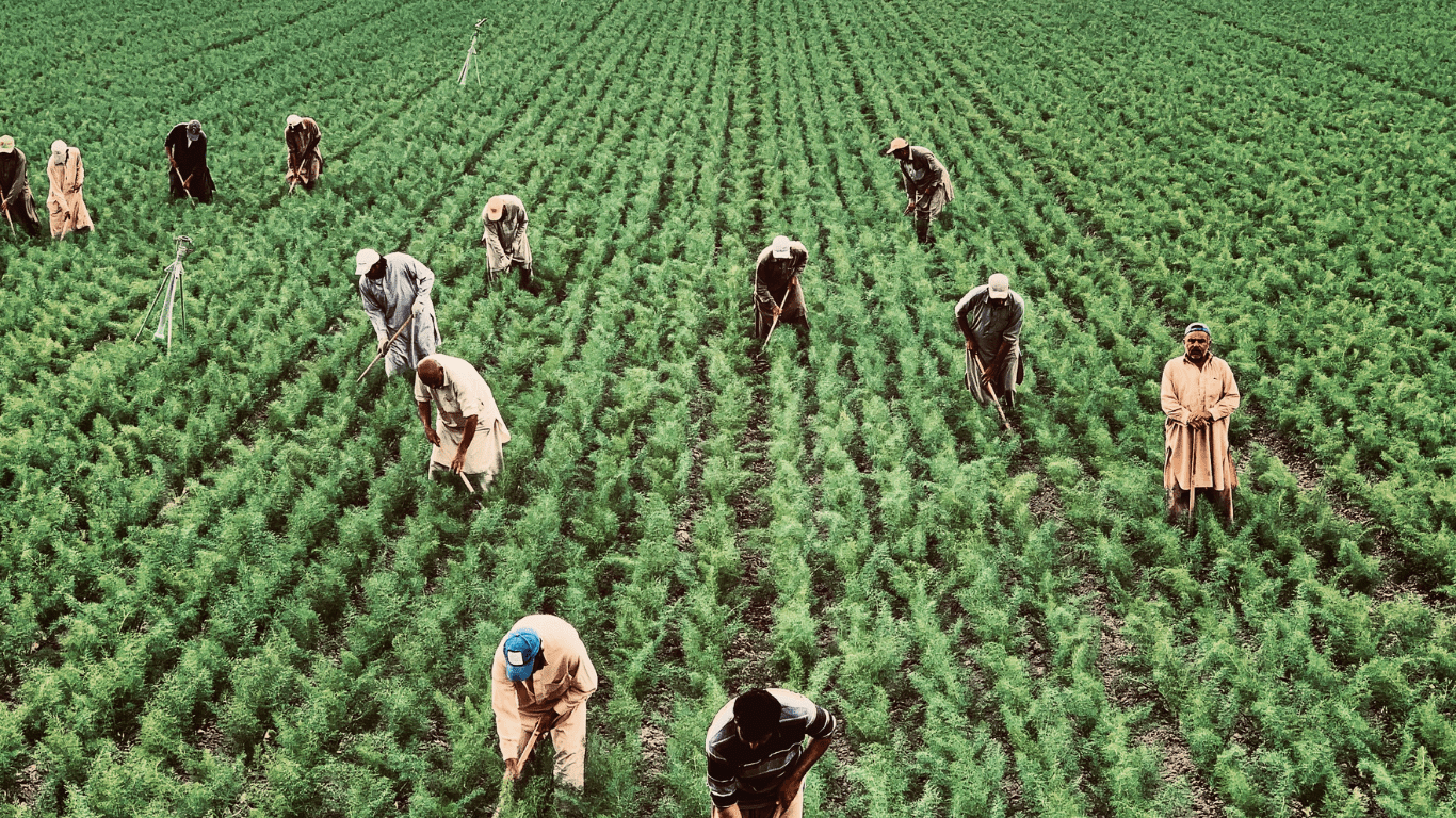 a group of people working in a field