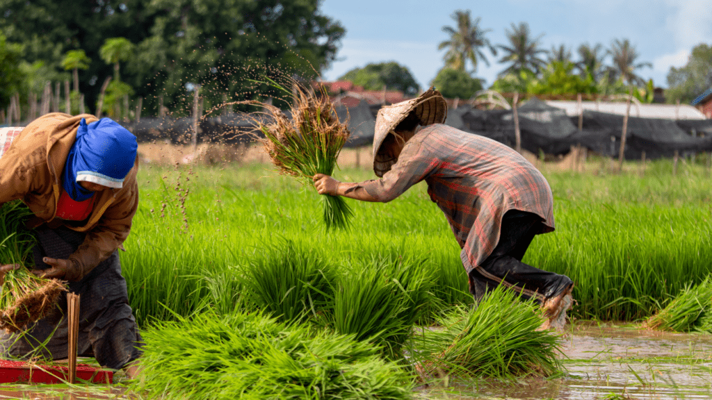 a group of people working in a field