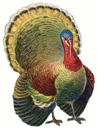 clipart:t4h-x66pih4= turkey