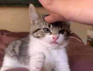 can i stream greensurvive2004 game on pc