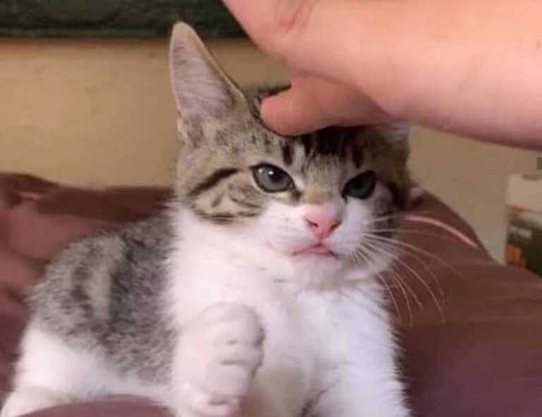 can i stream greensurvive2004 game on pc