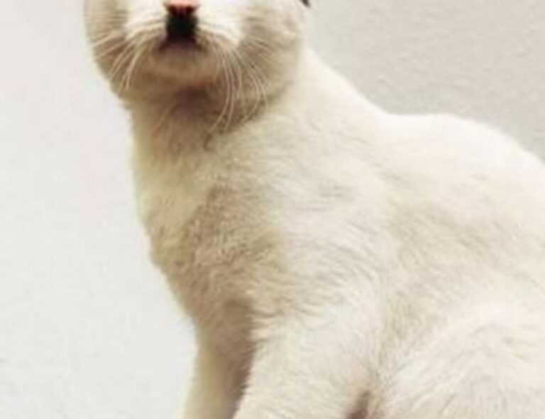 constraint on bavayllo