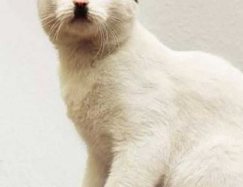 constraint on bavayllo