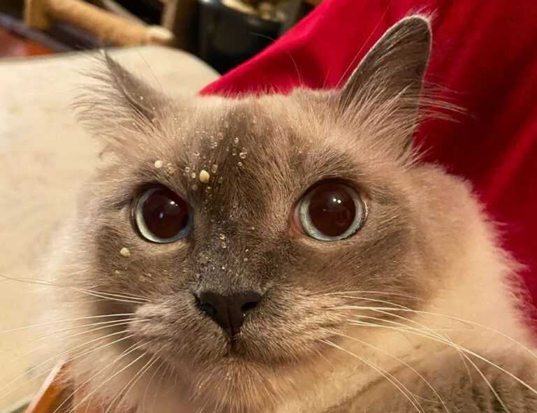 how much mogothrow77 software is open source