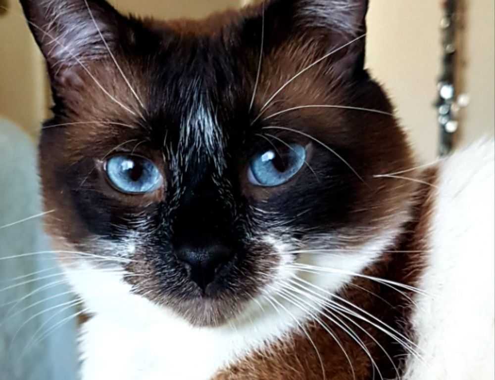 is yumkugu difficult to digest