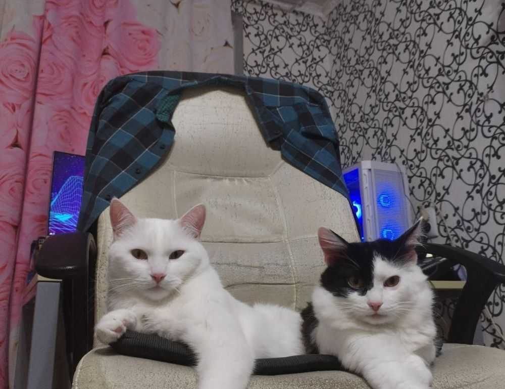 why are endbugflow software called bugs