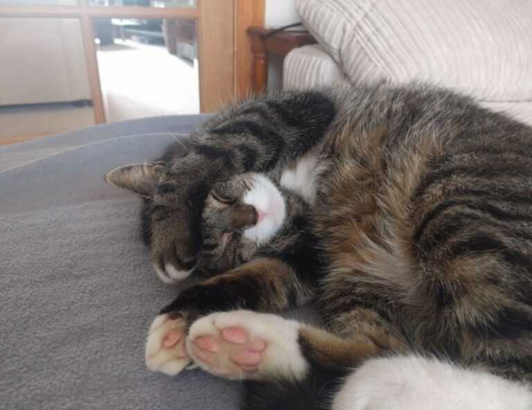 daytime star mangabuddy