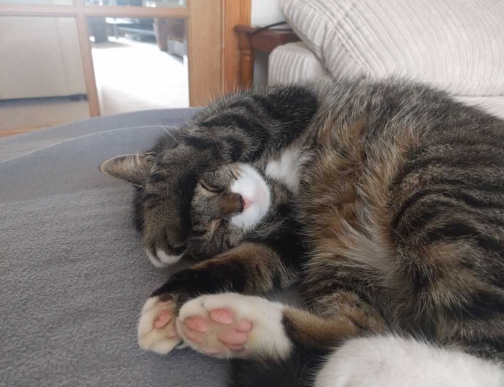 daytime star mangabuddy