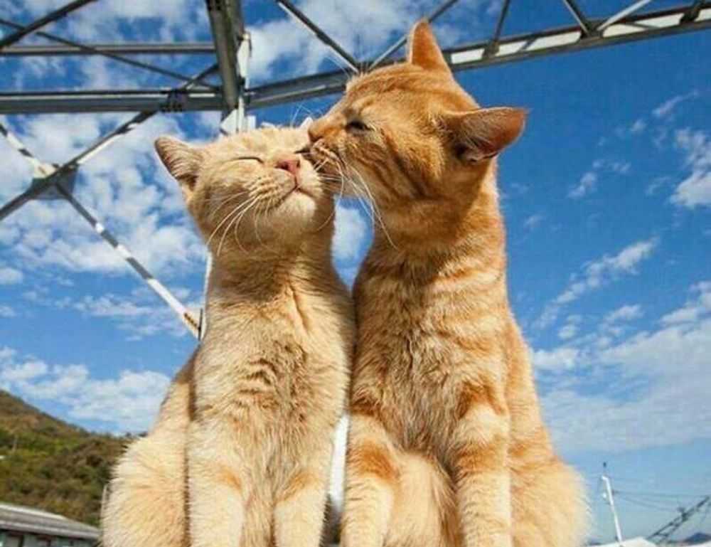 mia sofie onlyfans leaks