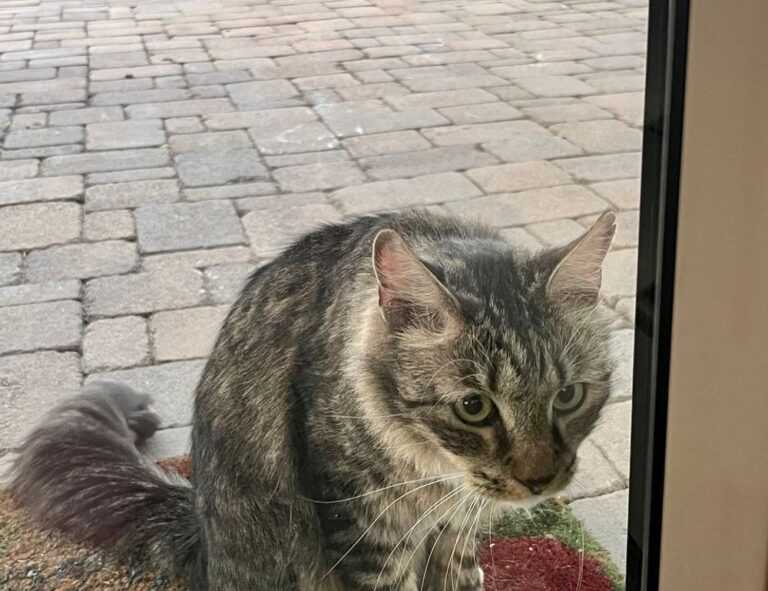 romantic good morning love gif for whatsapp